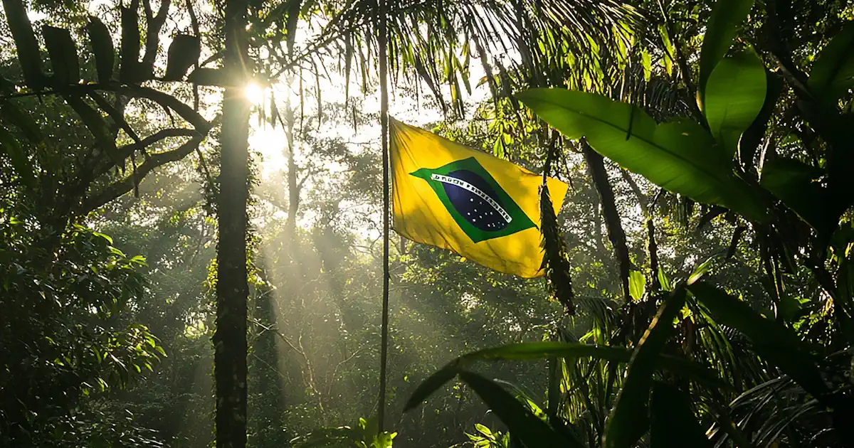 Brasilianische Flagge im Regenwald