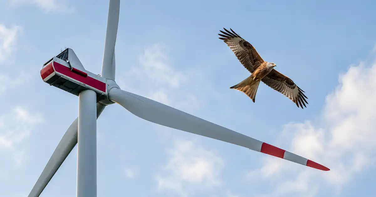 Hohes Windrad mit Rotmilan