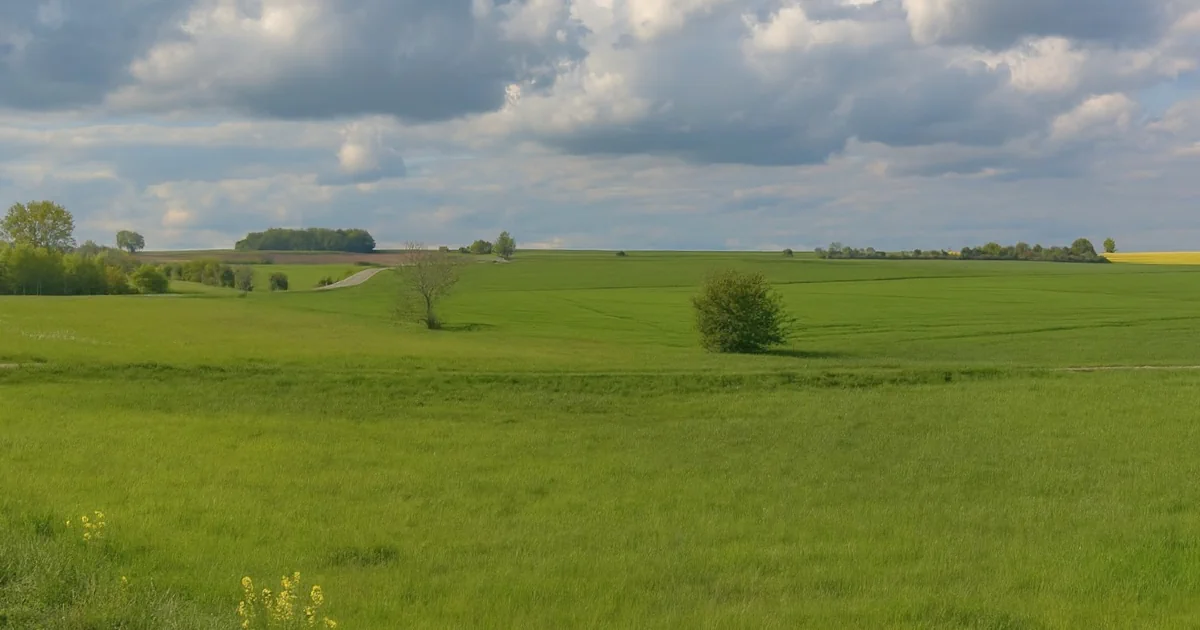 Offenlandfläche südlich von Hattendorf - Piffittich