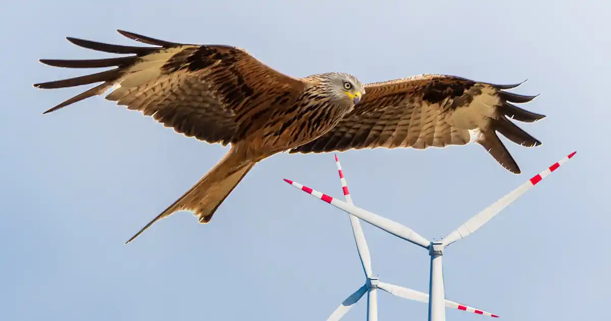 Rotmilan Windpark Rodenberg