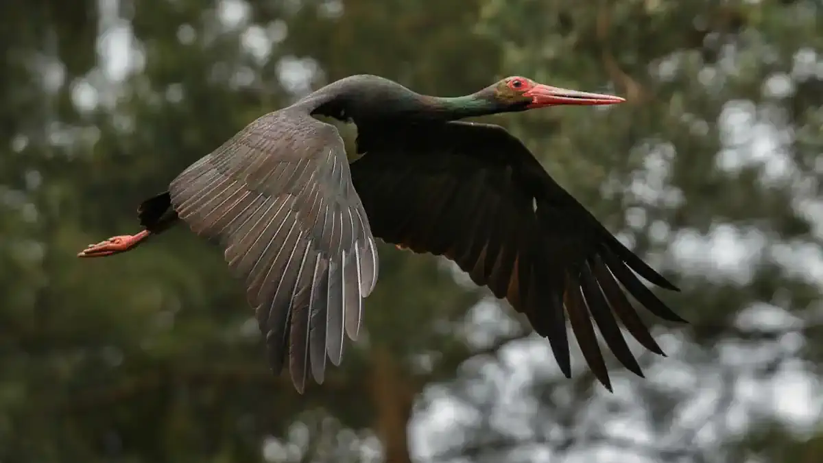 Schwarzstorch mit ausgebreiteten Flügeln im Flug vor einem Waldhintergrund. Schwarzstorch fliegt im Wald