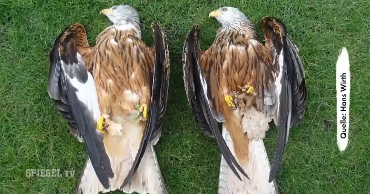 Tierischer Kriminalfall - vergiftete Greifvögel (Beitrag)